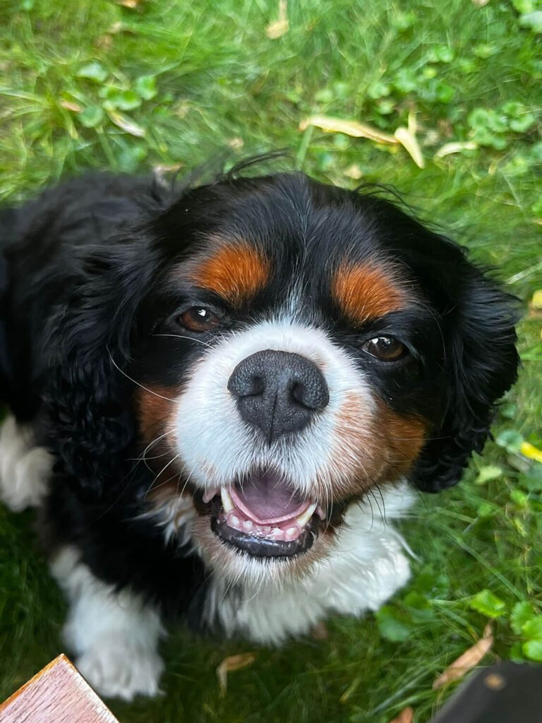 Kinderwillkommensfeste und besondere Geburtstage - Freie Rednerin Osnabrück